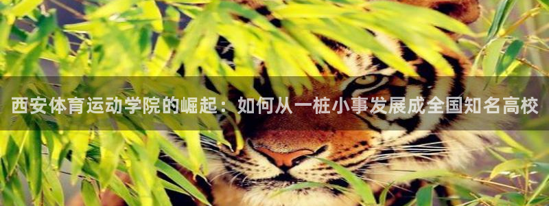 米兰体育官方正版app集团E.ON：西安体育运动学院的崛起：